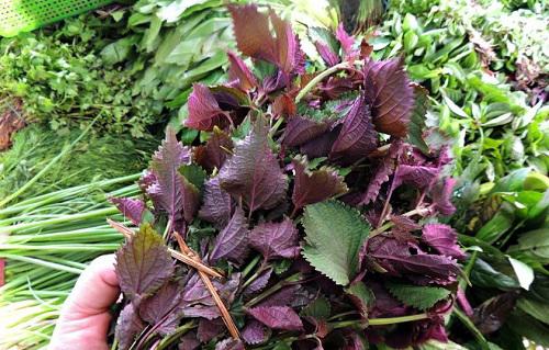 Đắp 3 amp;#34;thần dượcamp;#34; này mỗi ngày, bạn sẽ không bao giờ biết đến mụn cóc ở chân là gì! - 5