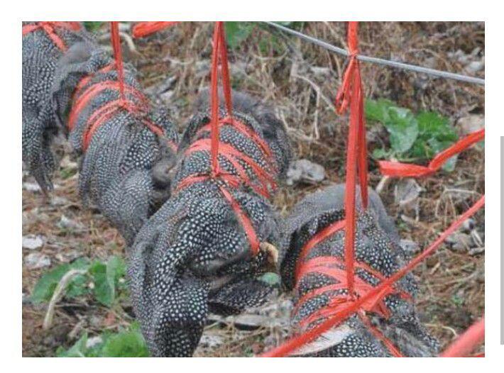 Khóc thét với những món ăn kinh dị nhất TQ, người phàm ăn cũng chẳng dám nuốt - 2