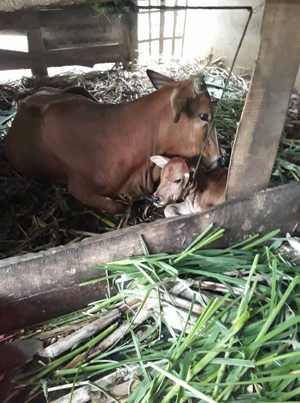 Sinh con xong, bò mẹ đẻ thêm một “vật lạ” to như đầu trẻ sơ sinh - 1