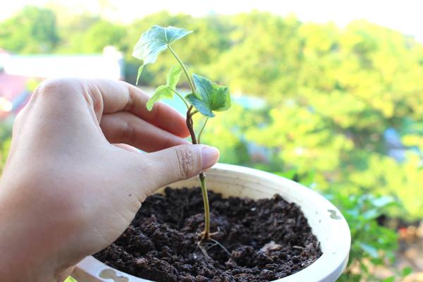 Những quan điểm kiêng kị amp;#34;trời ơi đất hỡiamp;#34; khi mang thai 3 tháng đầu thời amp;#34;ông bà anhamp;#34; - 5