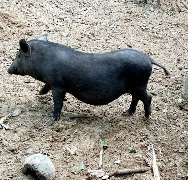 Ghé chợ tình Khau Vai, mê đắm đặc sản vùng cao nguyên đá - 8