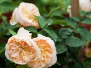 Nhà đẹp - Lễ hội Hoa hồng 2018: Không còn hoa giả nhưng vẫn có nhiều cây hoa trăm triệu héo úa