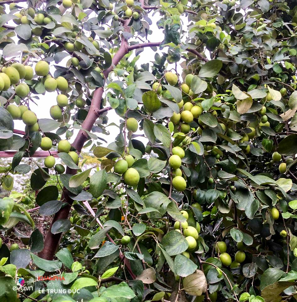 Thăm vườn rau quả gần 1000m² sai trĩu trịt đáng ngưỡng mộ của NSND Thanh Hoa ở ngoại ô - 19