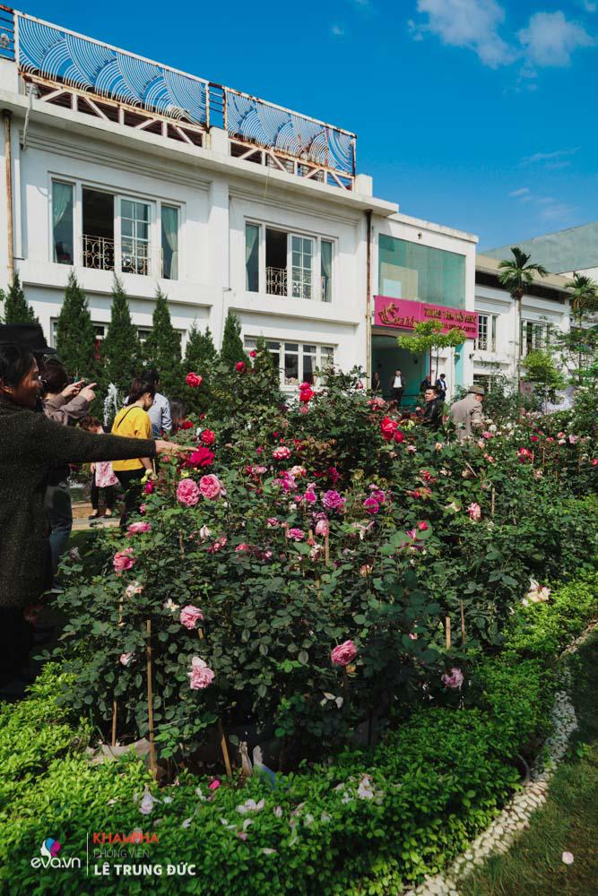 Lễ hội Hoa hồng 2018: Không còn hoa giả nhưng vẫn có nhiều cây hoa trăm triệu héo úa - 10