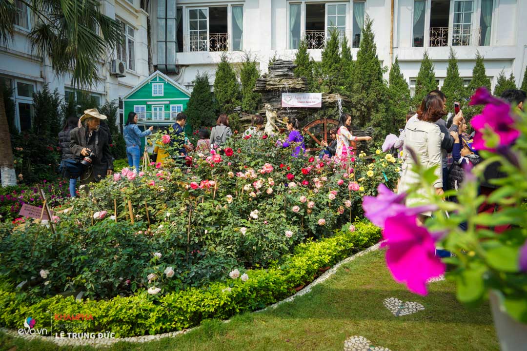 Lễ hội Hoa hồng 2018: Không còn hoa giả nhưng vẫn có nhiều cây hoa trăm triệu héo úa - 2