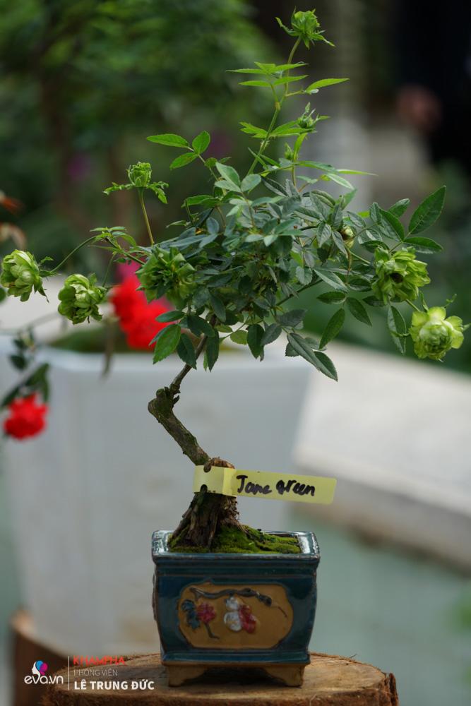 Lễ hội Hoa hồng 2018: Không còn hoa giả nhưng vẫn có nhiều cây hoa trăm triệu héo úa - 11