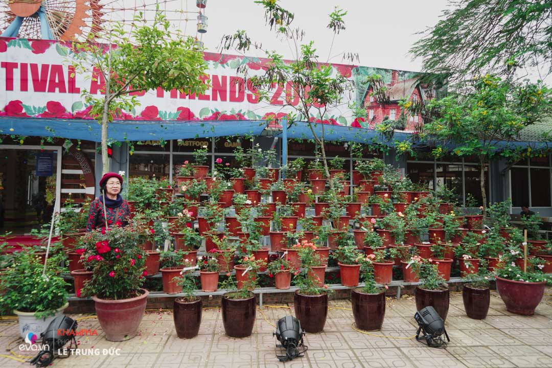 Lễ hội Hoa hồng 2018: Không còn hoa giả nhưng vẫn có nhiều cây hoa trăm triệu héo úa - 4