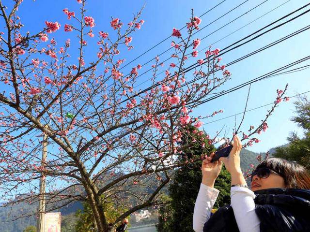 Đừng lỡ hẹn với Sapa mùa hoa đào nở rộ trong tháng 3 này