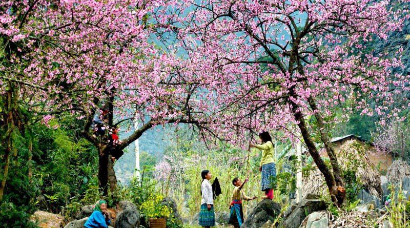 Đừng lỡ hẹn với Sapa mùa hoa đào nở rộ trong tháng 3 này - 1