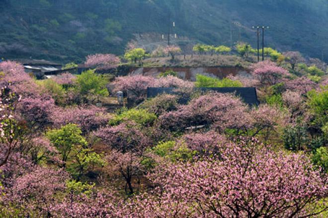Đừng lỡ hẹn với Sapa mùa hoa đào nở rộ trong tháng 3 này - 10