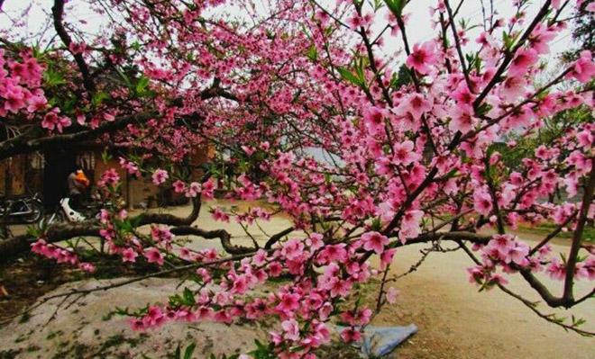 Đừng lỡ hẹn với Sapa mùa hoa đào nở rộ trong tháng 3 này - 2