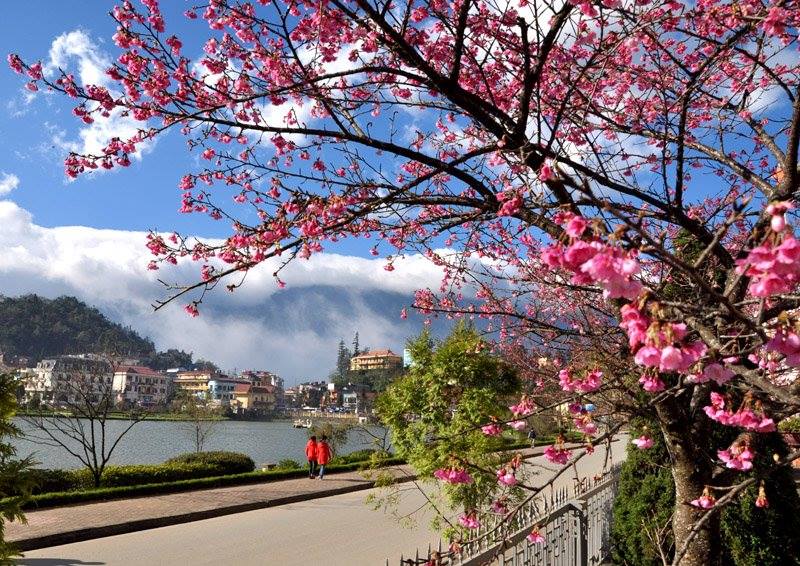 Đừng lỡ hẹn với Sapa mùa hoa đào nở rộ trong tháng 3 này - 3
