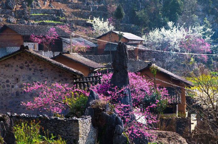 Đừng lỡ hẹn với Sapa mùa hoa đào nở rộ trong tháng 3 này - 6