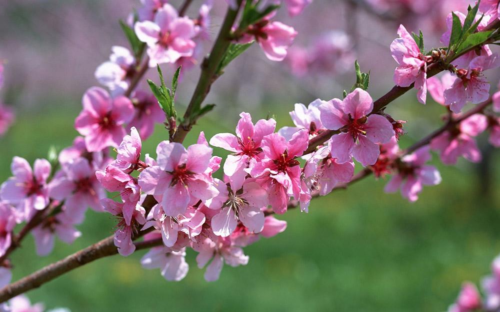 Đừng lỡ hẹn với Sapa mùa hoa đào nở rộ trong tháng 3 này - 9
