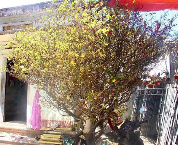 Lão mai tứ quý 40 tuổi, nở hoa vàng cả năm chỉ được trả giá... 10 triệu đồng - 1