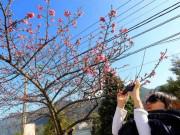 Du lịch - Đừng lỡ hẹn với Sapa mùa hoa đào nở rộ trong tháng 3 này