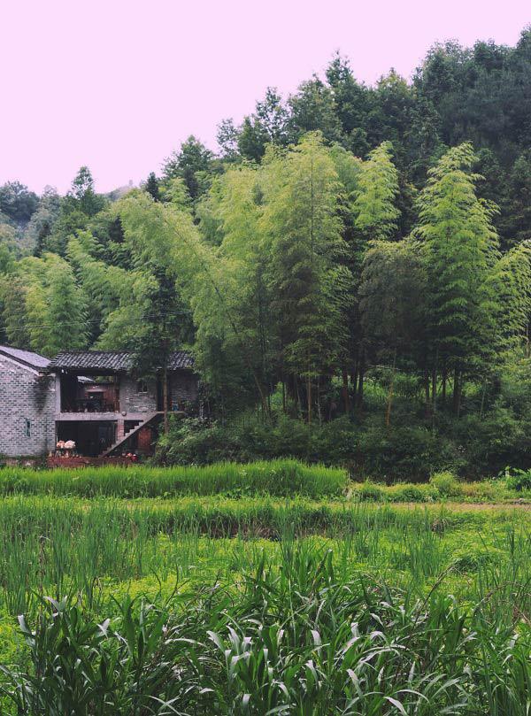 vo chong 8x bo pho ve nui lam gom trong rau, sua nha cu, song binh yen dang nguong mo - 2