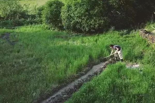vo chong 8x bo pho ve nui lam gom trong rau, sua nha cu, song binh yen dang nguong mo - 19
