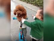 Clip Eva - Cậu bé mếu máo, òa khóc vì bị cún cưng cướp mất xe scooter