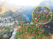 Nhà đẹp - Ông bố người Tày "liều" thuê cả đồi đá Mã Pì Lèng trồng hoa tulip khiến bao người trầm trồ