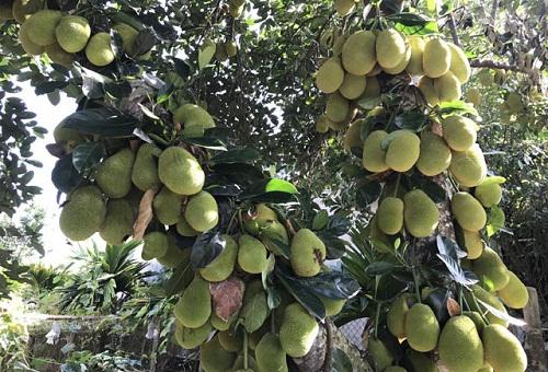 Lạ đời những cây mít amp;#34;siêu mắnamp;#34; cho hàng trăm quả lúc lỉu trên cây khiến người xem amp;#34;choáng vángamp;#34; - 7