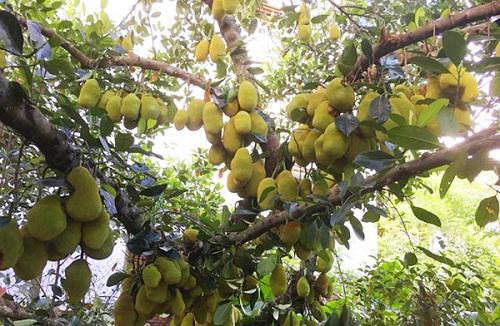Lạ đời những cây mít amp;#34;siêu mắnamp;#34; cho hàng trăm quả lúc lỉu trên cây khiến người xem amp;#34;choáng vángamp;#34; - 2