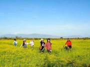 Du lịch - Bị giẫm đạp không thương tiếc, cánh đồng hoa thì là ở Ninh Thuận đóng cửa chỉ sau 4 ngày