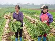 Mua sắm - Giá cả - Hà Nội: 500 đồng/1kg củ cải không ai mua, người dân đau xót đổ hàng chục tấn xuống sông Hồng