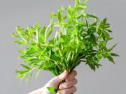 Sức khỏe - Ít ai biết loại rau phổ biến khắp Việt Nam có tác dụng chữa bệnh như tiên dược