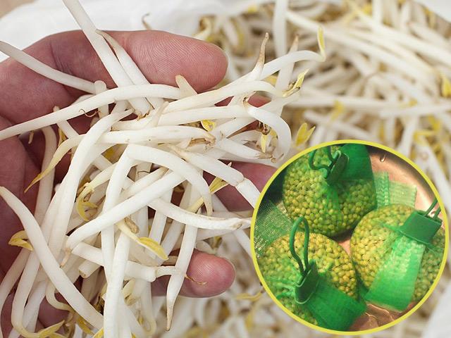 Mẹ Hà Nội mách cách làm giá đỗ cực nhàn cho người lười chỉ bằng chiếc túi lưới bọc quả