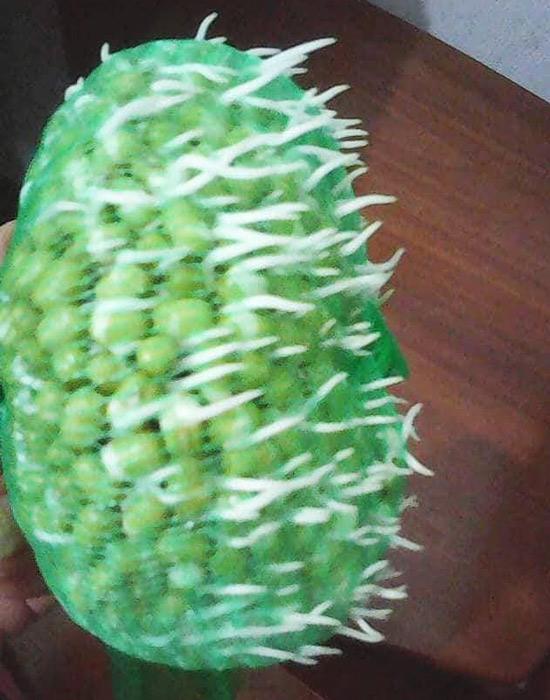 Mẹ Hà Nội mách cách làm giá đỗ cực nhàn cho người amp;#34;lườiamp;#34; chỉ bằng chiếc túi lưới bọc quả - 5