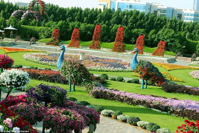 Sửng sốt trước độ choáng ngợp của vườn hoa tự nhiên khổng lồ đẹp nhất thế giới ở Dubai - 19