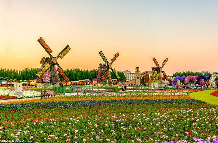 Sửng sốt trước độ choáng ngợp của vườn hoa tự nhiên khổng lồ đẹp nhất thế giới ở Dubai - 11