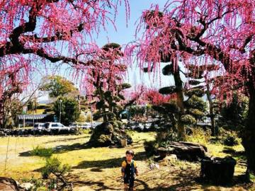 Ghé thăm Nhật Bản những ngày giữa tháng 3 ngắm "rừng" hoa mơ ngập tràn sắc màu