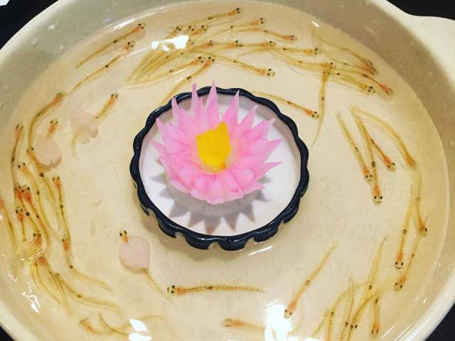 Rùng mình với thú vui ăn cá sống có thể nhảy múa trong miệng thực khách