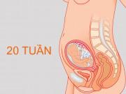 Bà bầu - Thai nhi 20 tuần, vì sao mẹ nên đi siêu âm?
