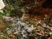 Tin trong nước - Sơn La: Xôn xao cơn mưa đá 'trắng trời' to nhất 10 năm trở lại ở Nông Trường, Mộc Châu