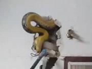 Tin tức - Thấy âm thanh lạ phát ra từ bức tường, người đàn ông tá hỏa phát hiện ra thứ đáng sợ