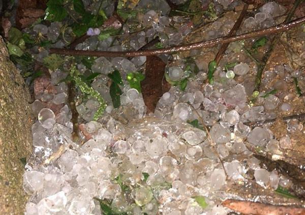 Sơn La: Xôn xao cơn mưa đá amp;#39;trắng trờiamp;#39; to nhất 10 năm trở lại ở Nông Trường, Mộc Châu - 2