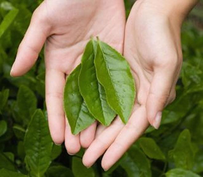 Hôi miệng lâu năm cũng thơm tho tức thì chỉ với 1 nắm lá mua tại chợ này! - 4