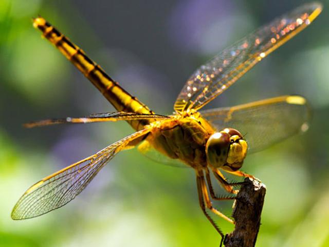 Nhấn vào ảnh để phóng to truyen co tich cho be: su tich con chuon chuon - 1