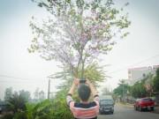 Du lịch - Ảnh: Dân làng ngỡ ngàng vì vẻ đẹp của "rừng" hoa ban ven đô Hà Nội