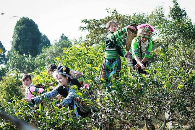 Lạc lối trước những điểm du lịch đẹp như tranh ở Yên Bái - 5