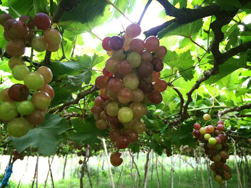 amp;#34;Đã mắtamp;#34; với vườn nho chín lúc lỉu ở Ninh Thuận - 1