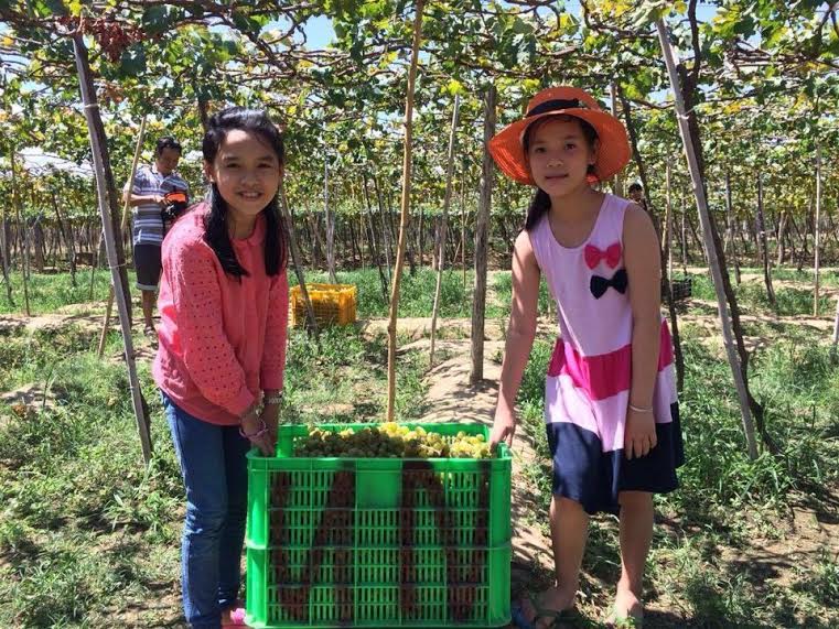 amp;#34;Đã mắtamp;#34; với vườn nho chín lúc lỉu ở Ninh Thuận - 3