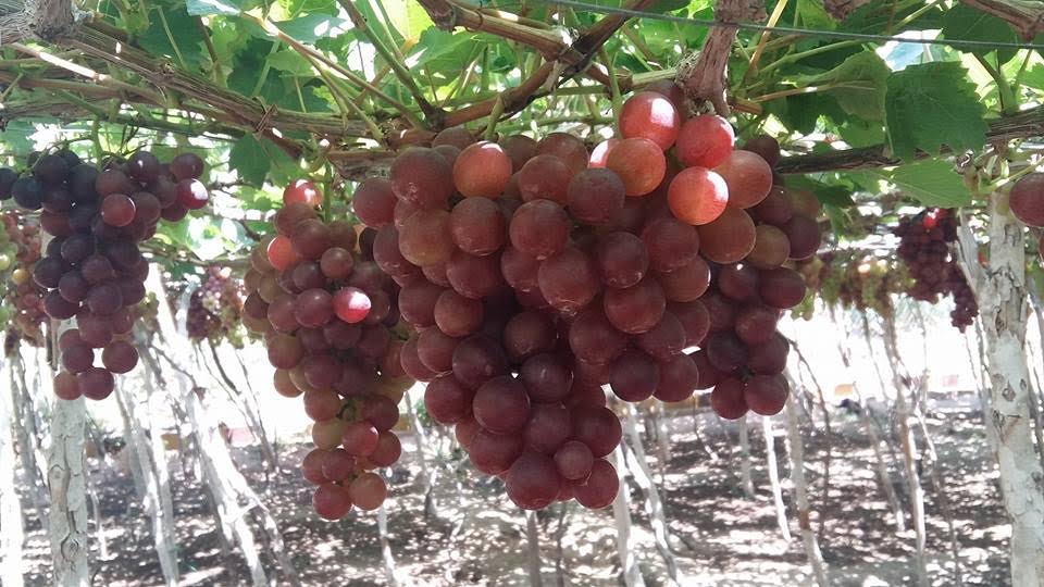 amp;#34;Đã mắtamp;#34; với vườn nho chín lúc lỉu ở Ninh Thuận - 2