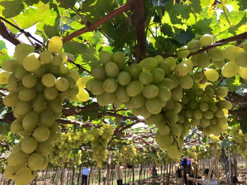 amp;#34;Đã mắtamp;#34; với vườn nho chín lúc lỉu ở Ninh Thuận - 4