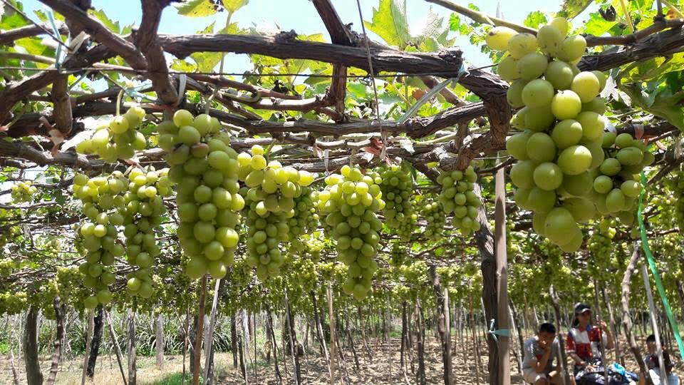 amp;#34;Đã mắtamp;#34; với vườn nho chín lúc lỉu ở Ninh Thuận - 6