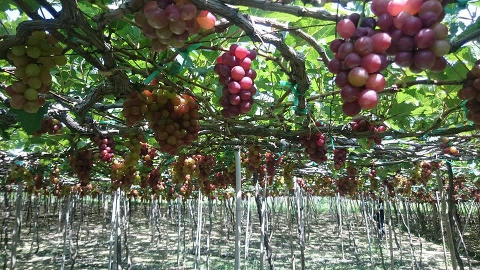 amp;#34;Đã mắtamp;#34; với vườn nho chín lúc lỉu ở Ninh Thuận - 7