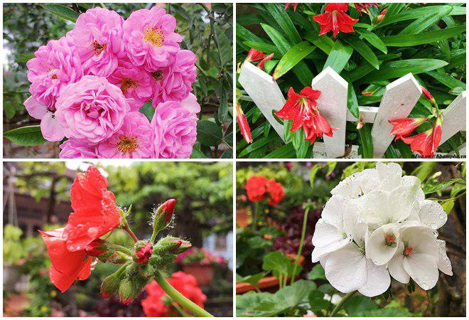 chon di ve binh yen ngap tran hoa trai ai cung mo cua nguoi phu nu ha noi da tai - 17